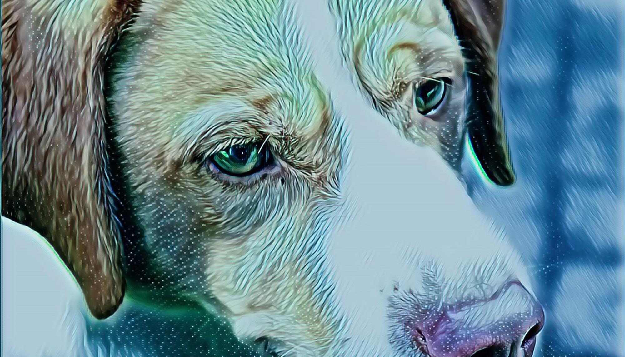 Benestar Animal Compostela Bando